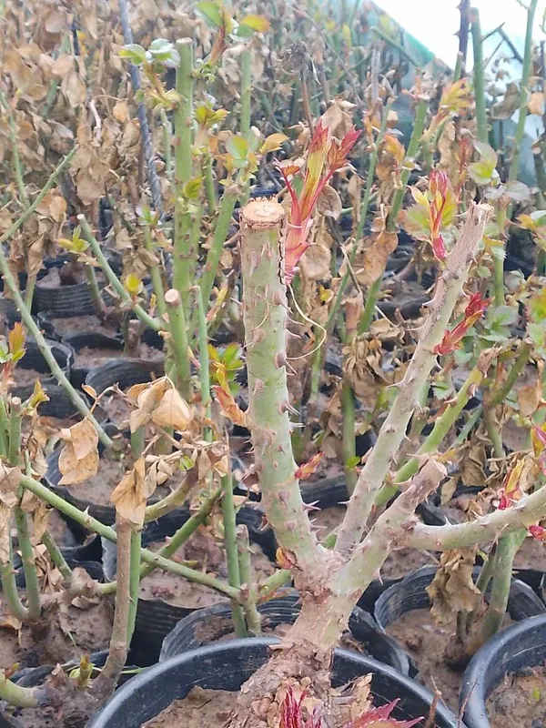 Hidli atirgul koʻchatlari bor har-xil soʻrtlari bor hidsizlarixam — фото 5