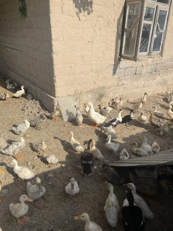 Ordaklar nasil yonalishida foydalanib qolilar 20 dona bor 3