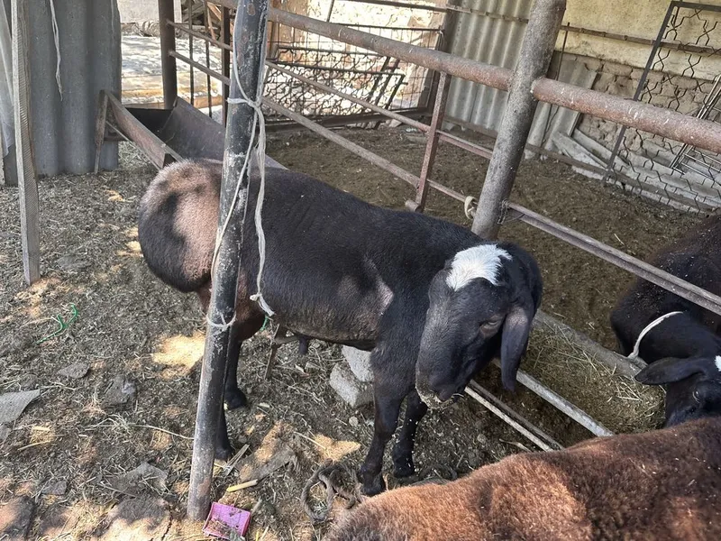 Qoylar sotiladi ona qoy bolasi bilan qochqorlar yetuk solular 7