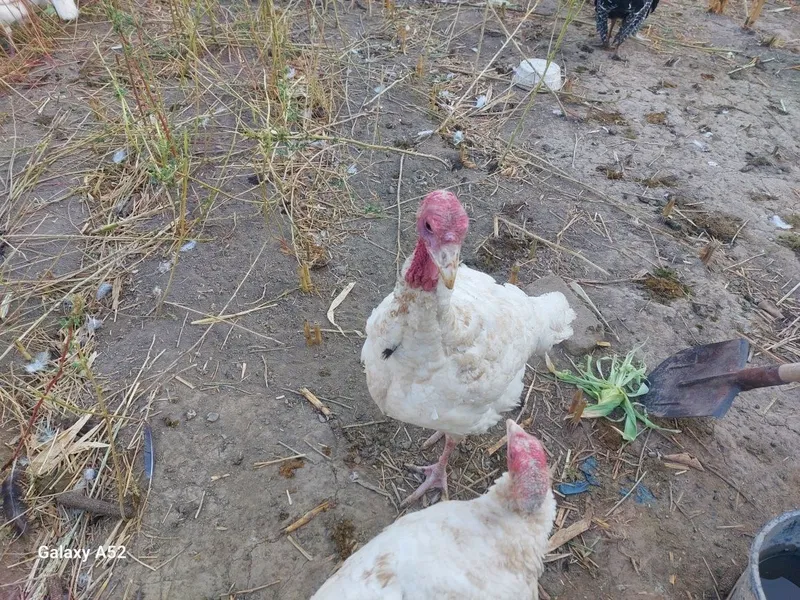 Kurka sotiladi... 3