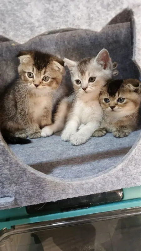 Продаются милые шотландское котята — фото 3