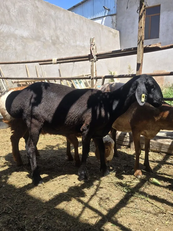 Arashan qoʻchqor bara va urgʻochi barra sotiladi — фото 2