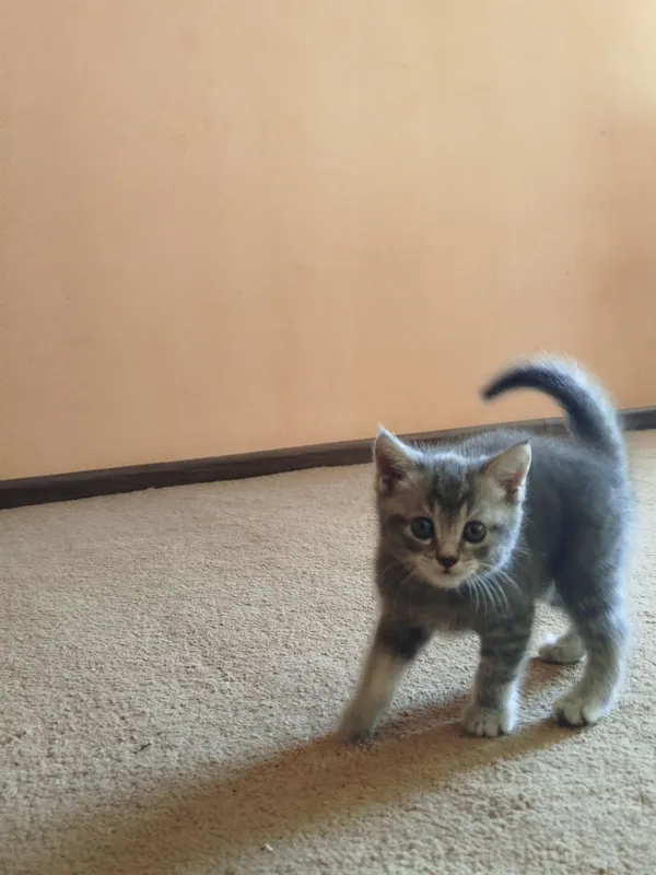 Котята, Scottish fold/straight, Скоттиш фолд страйт 8 Котята, Scottish fold/straight, Скоттиш фолд страйт 8