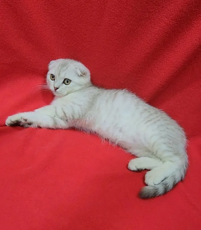 Скоттиш фолд — фото 1