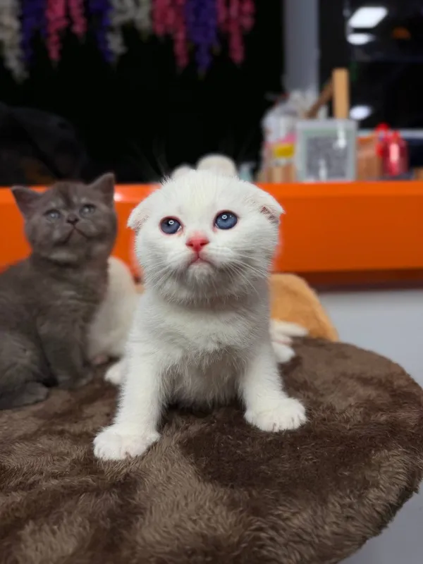 Породистые котята от чистой вязки — фото 5