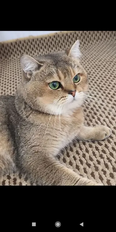 Продается котёнок — фото 3