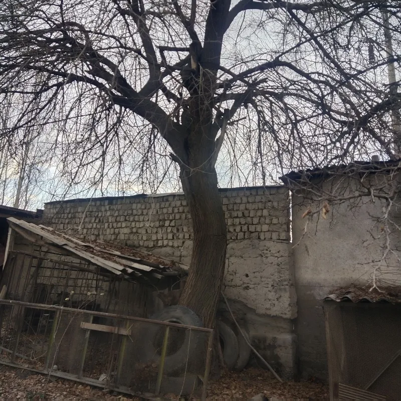 Мевали дарахт сотилади