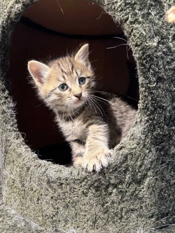 Котятя ищут семьи! 6 Котятя ищут семьи! 6