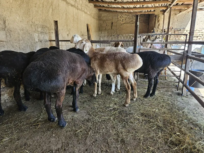 Срочно сотилади соглом Киргиз ва Сурхандарё зотгаям бор — фото 1
