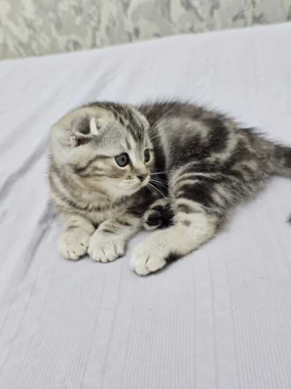 Продаются породистые котята скотиш фолд котята 2 девочки и 2 мальчика — фото 6