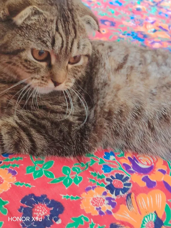 скотиш фолт мушук 8оулик киз бола — фото 3