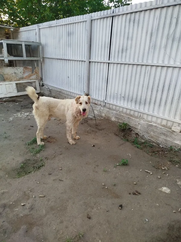 Toza alabay sotiladi 1.5 yosh 3 Toza alabay sotiladi 1.5 yosh 3