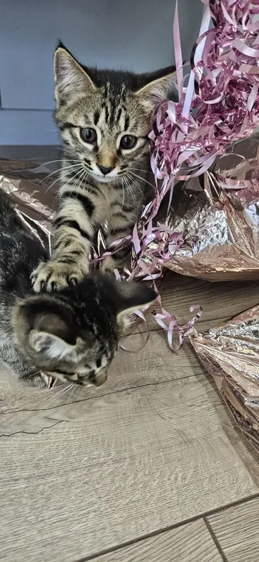 Котенок мальчик 2 месяца — фото 4