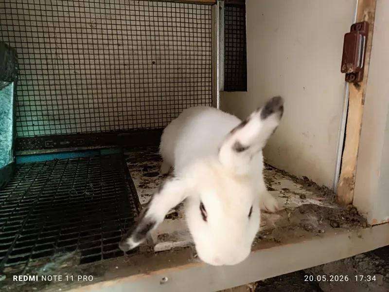 baran babochka quyon 8ta bolasi bn
