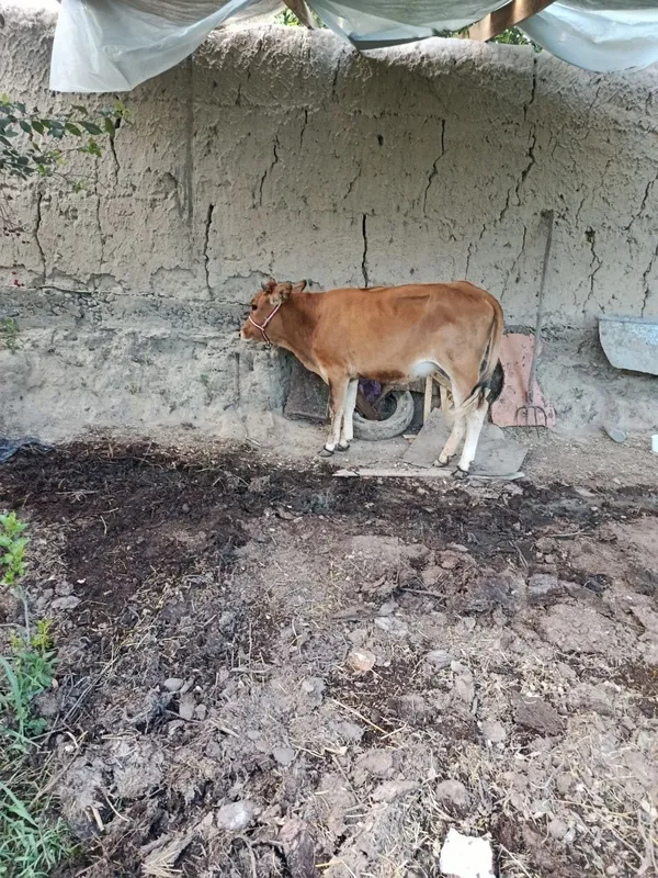Mol sotiladi tezda 2 Mol sotiladi tezda 2