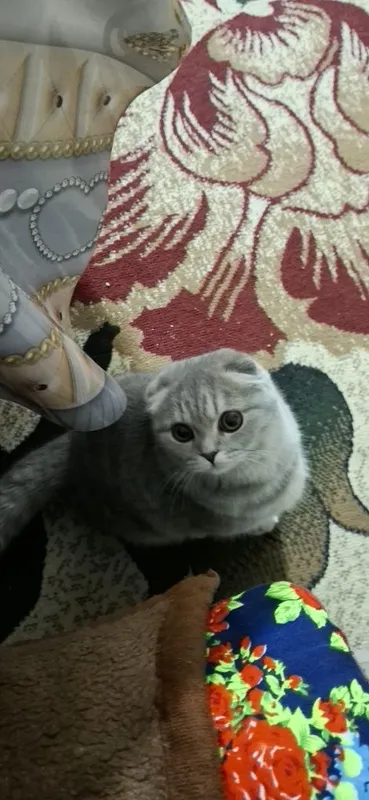 Scottish Fold mushugi sotiladi — фото 1 Scottish Fold mushugi sotiladi — фото 1