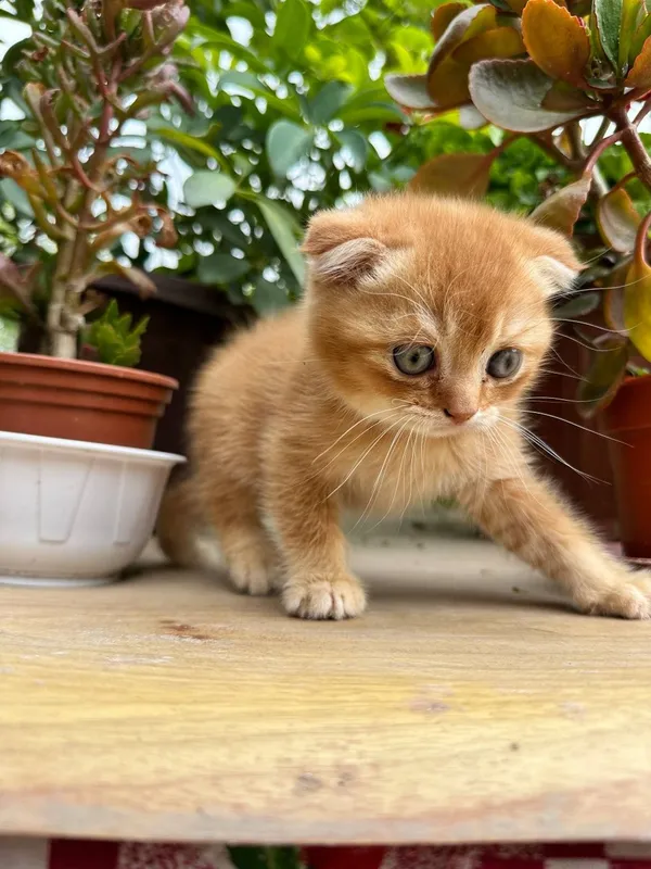 Scottish fold mushukcha sotiladi — фото 4
