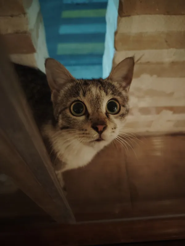 Отдам не взрослую кошку в хорошие руки. 1 Отдам не взрослую кошку в хорошие руки. 1