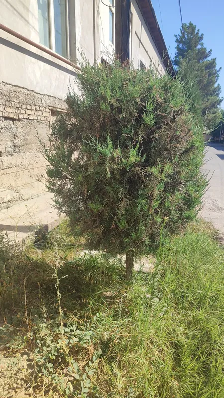 Archa sotiladi Archa sotiladi 1