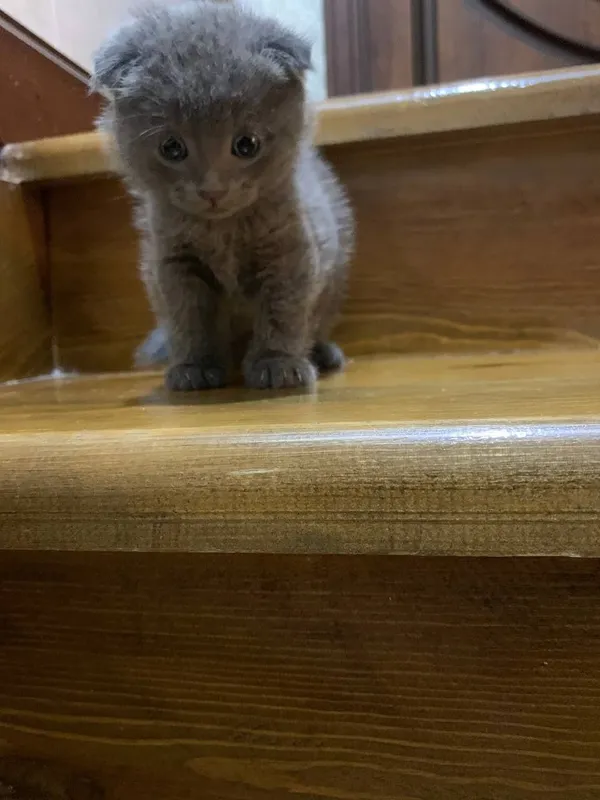 Кошки Скотиш фолд 3 малчик 1 девочка — фото 3