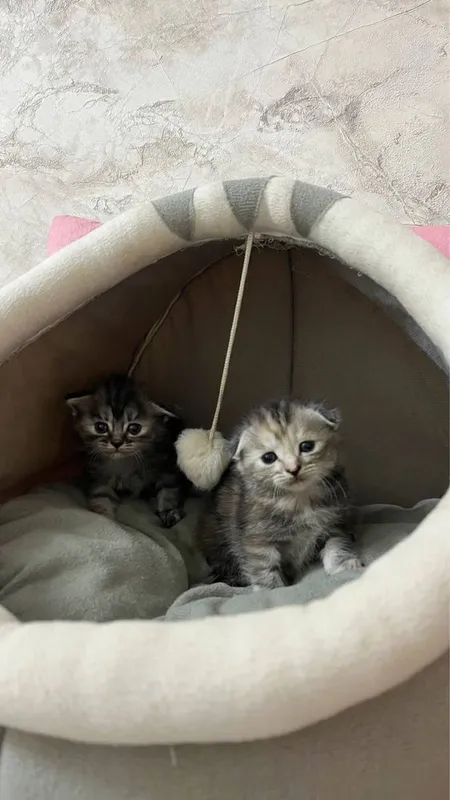 скотиш фолд мушуги