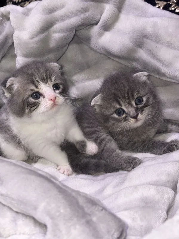 Котята скоттиш фолд + родители.