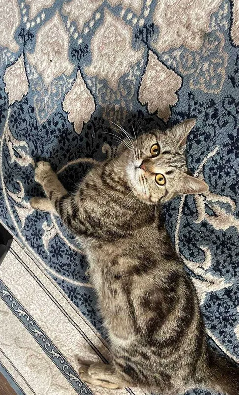 Кошка 11 месяцев