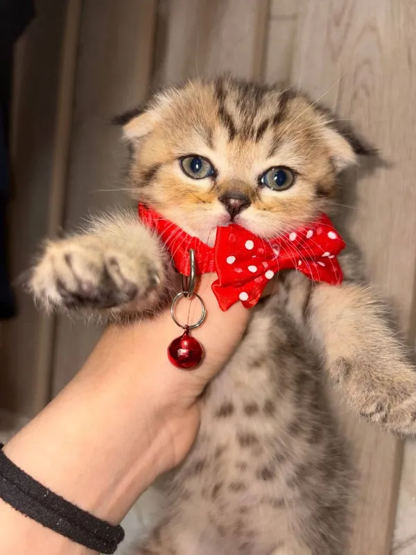 Скоттиш фолд продажа 4 Скоттиш фолд продажа 4