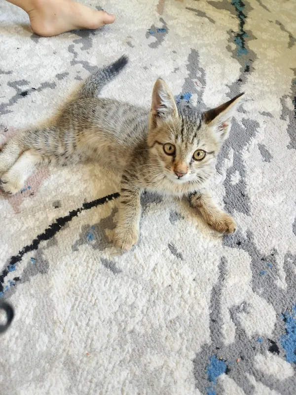 Котёнка отдам в подарок в добрые руки 1 Котёнка отдам в подарок в добрые руки 1
