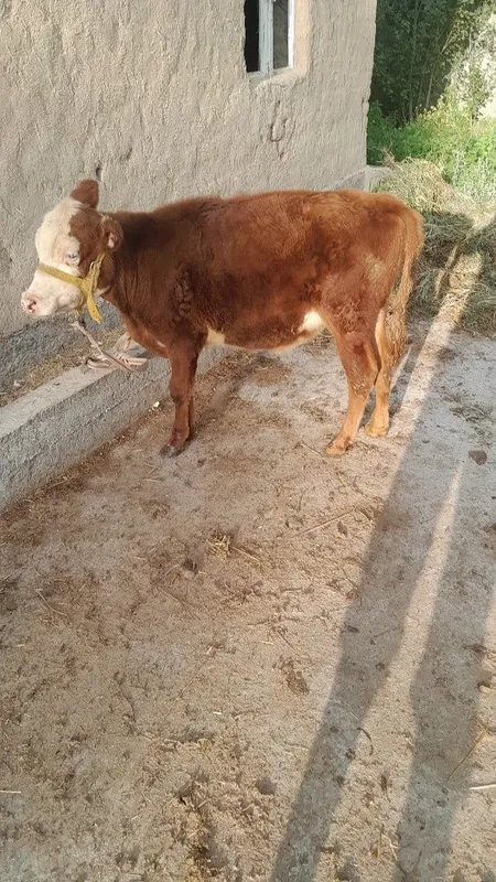 Grenfort gunojin sotladi 1 Grenfort gunojin sotladi 1