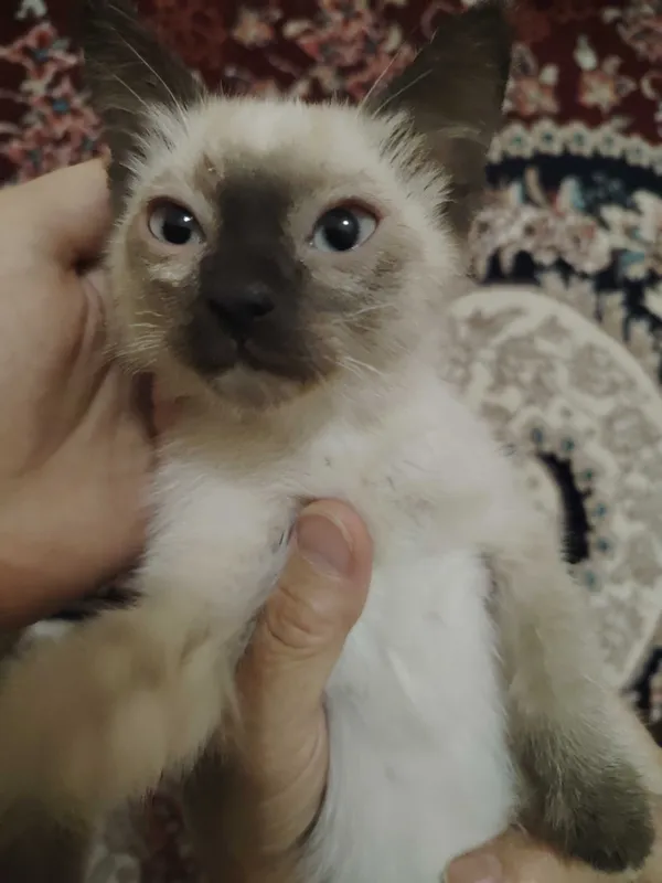 Tukli mushukli tojiklar ishtirokidagi porno Jinsiy aloqa uchun rasmlar