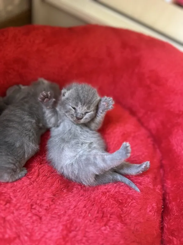 Продаются котята ( British shorthair) 4