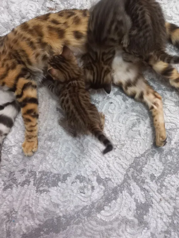 Toza zotli Bengal qiz bola 2 Toza zotli Bengal qiz bola 2