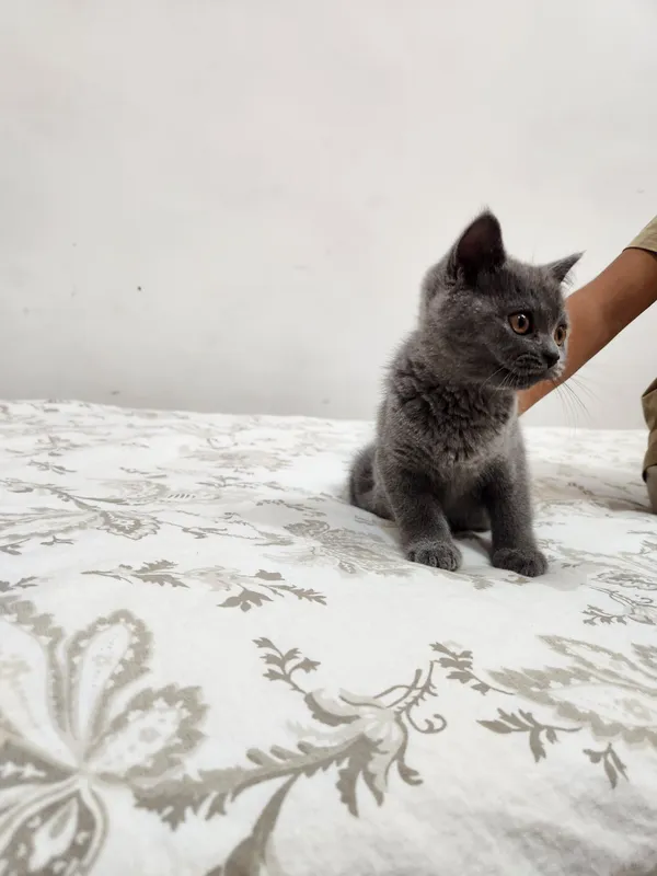 Кошка скотиш страйт — фото 2