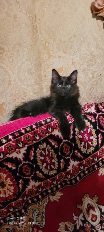 скоттиш хайланд фолд 1