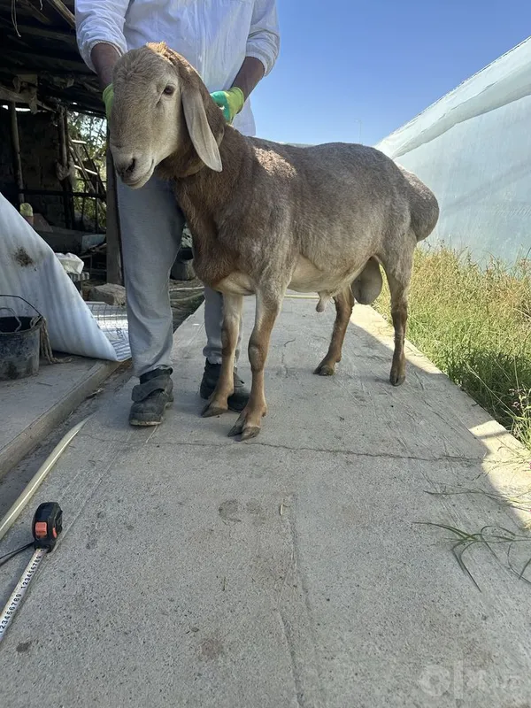 Арашанский баран 3 Арашанский баран 3
