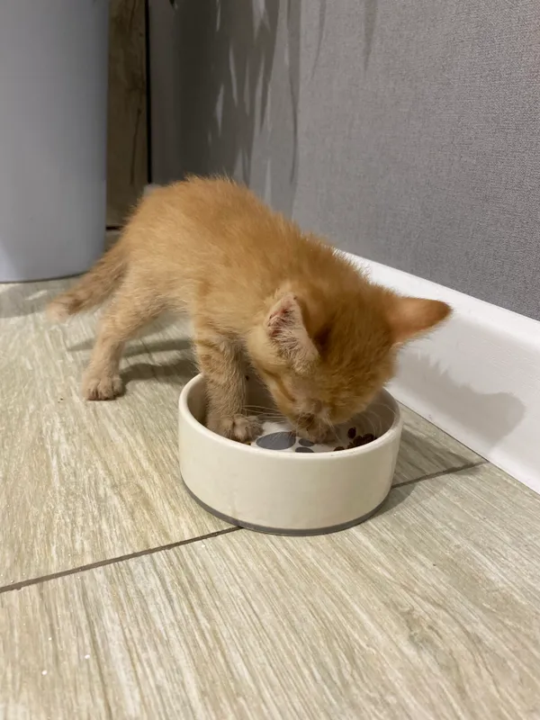 Котята 🧡 3
