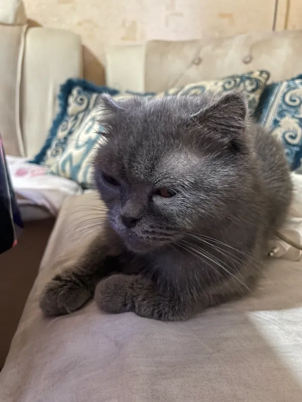 Катёнок 2