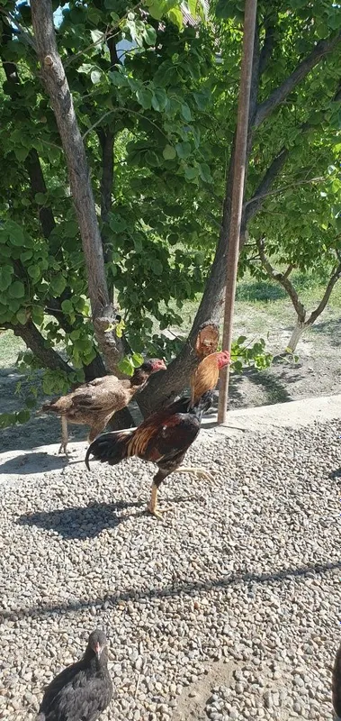 Ассалому алейкум 1