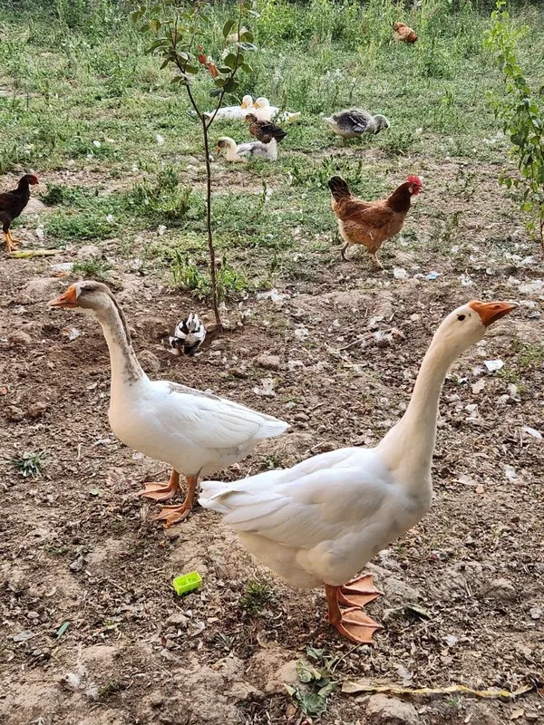 G'oz sotiladi. Erkak va ayol g'oz 2 G'oz sotiladi. Erkak va ayol g'oz 2