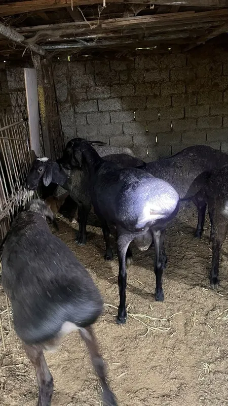 Qurbonlik uchun uyda boqilgan qo’chqorlar sotiladi — фото 3