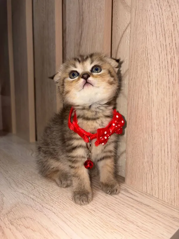 Скоттиш фолд продажа 1 Скоттиш фолд продажа 1