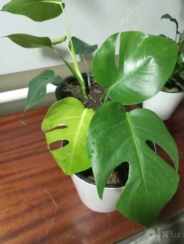 Tropik liana — monstera 6 Tropik liana — monstera 6