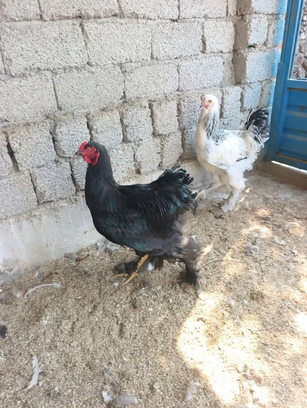 Продам петушков брамы 3 Продам петушков брамы 3