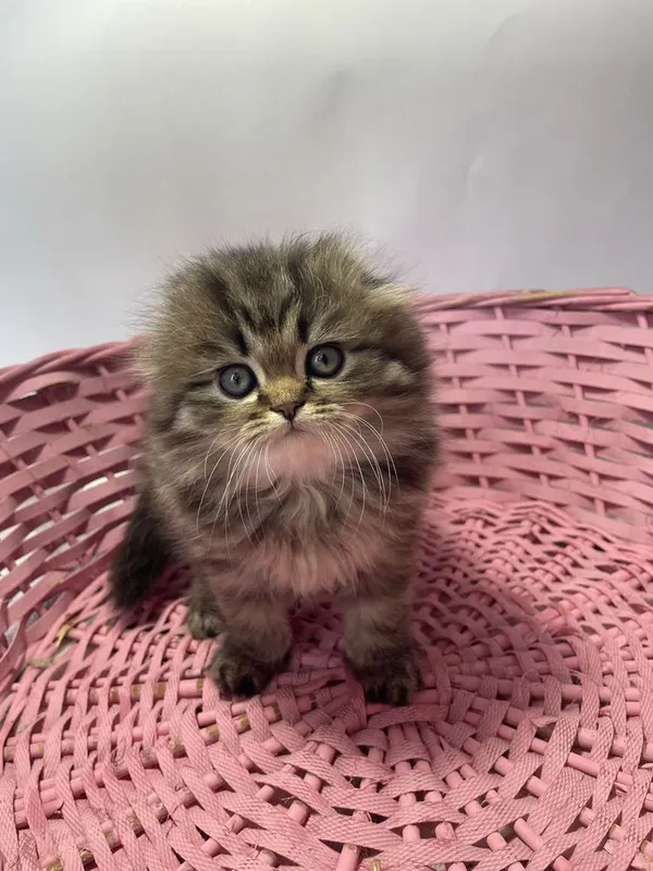 Продаются котенок породы скоттиш страйт