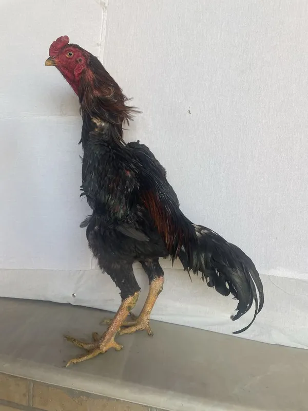 Yapon shamo zot vesi 4,2Kg òyini ham bor 1 Yapon shamo zot vesi 4,2Kg òyini ham bor 1