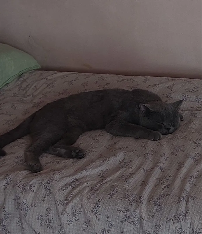 mushuk