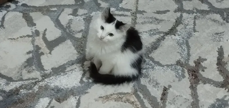 Muahuk sotiladi.