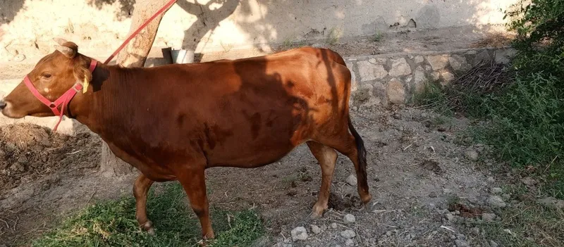 Parodasi eston 1 oylarga tuğadi birinchi qorin ğunojin 26 mln yana kel — фото 1