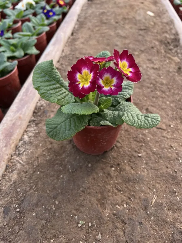 Примула primula mavsumiy gullar — фото 2